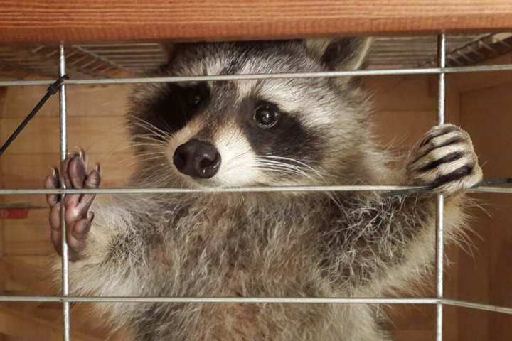 Александра Солодкина-младшего подселили к еноту-полоскуну и крокодилу Александра Солодкина-младшего подселили к еноту-полоскуну и крокодилу