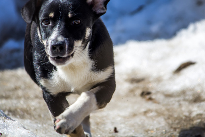 Секрет собачьего счастья Секрет собачьего счастья