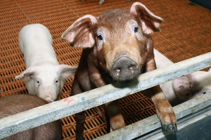 Свинокомплекс «Томский» впервые за 37 лет полностью остановил производство Свинокомплекс «Томский» впервые за 37 лет полностью остановил производство