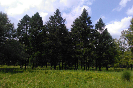 Новосибирская полиция возбудила дело о хищении земли, выделенной под санаторий