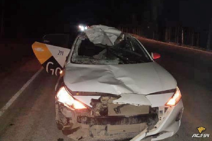Водитель Яндекс.Такси сбил насмерть беременную лосиху под Новосибирском Водитель Яндекс.Такси сбил насмерть беременную лосиху под Новосибирском