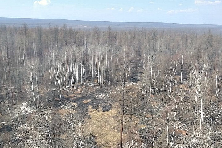 Следы рубок и поджога обнаружены на месте самого крупного лесного пожара в Иркутской области