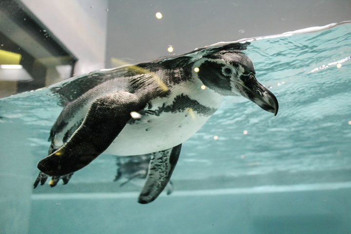 «Если они тут размножаются, значит им хорошо»: пигвинарий открыли в Новосибирске