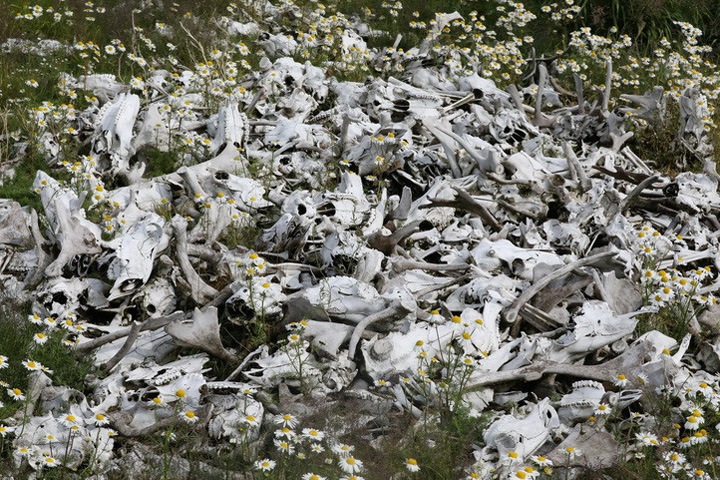 Северные олени в Сибири оказались на грани исчезновения Северные олени в Сибири оказались на грани исчезновения