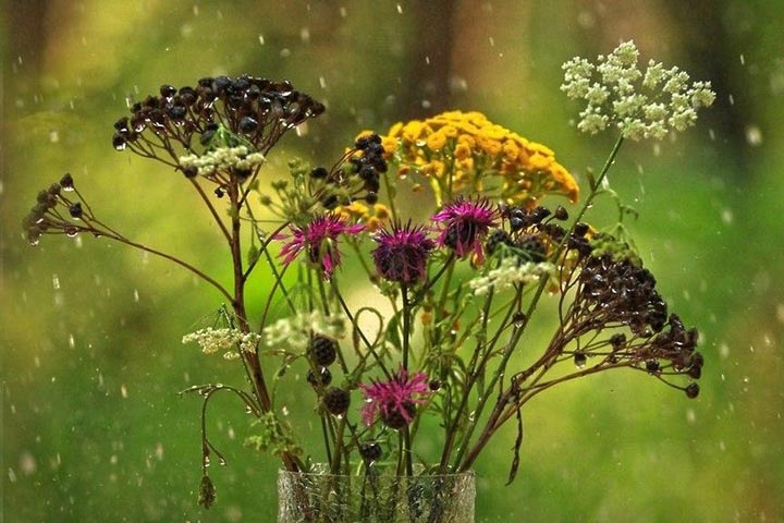 Потепление и дожди ждут новосибирцев на выходных Потепление и дожди ждут новосибирцев на выходных