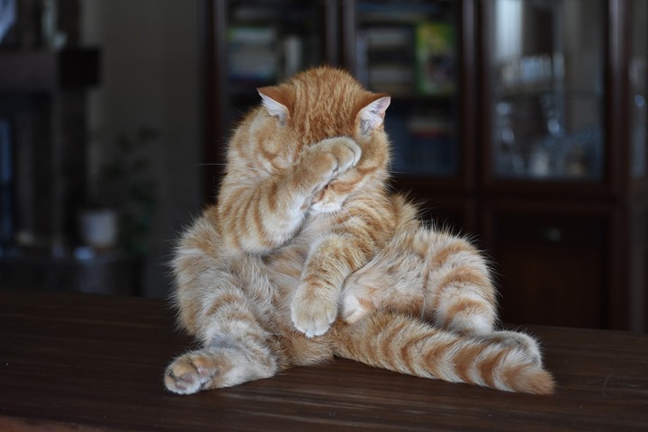 Пьяный красноярец грозился зарезать ветеринара, если тот не вылечит его кота