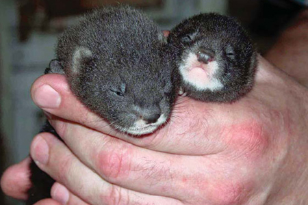 Генетический банк лабораторных животных создается в Новосибирске Генетический банк лабораторных животных создается в Новосибирске