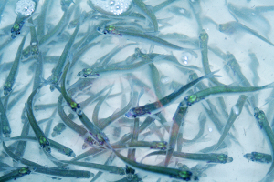 Краснокнижная рыба возвращается в Новосибирскую область