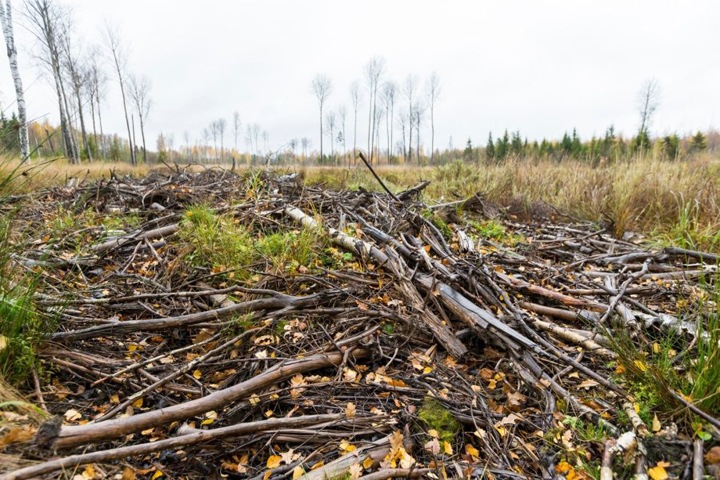Доступный валежник заканчивается в Бурятии Доступный валежник заканчивается в Бурятии