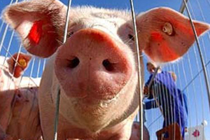 Полицейский в Алтайском крае предстанет перед судом за покушение на кражу свиньи Полицейский в Алтайском крае предстанет перед судом за покушение на кражу свиньи