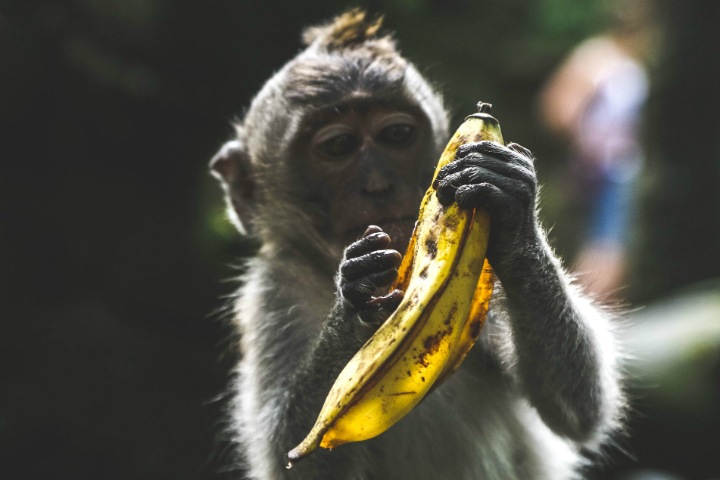 «Гормон сна» защищает от сердечной недостаточности. Для его синтеза нужно есть бананы и индейку «Гормон сна» защищает от сердечной недостаточности. Для его синтеза нужно есть бананы и индейку