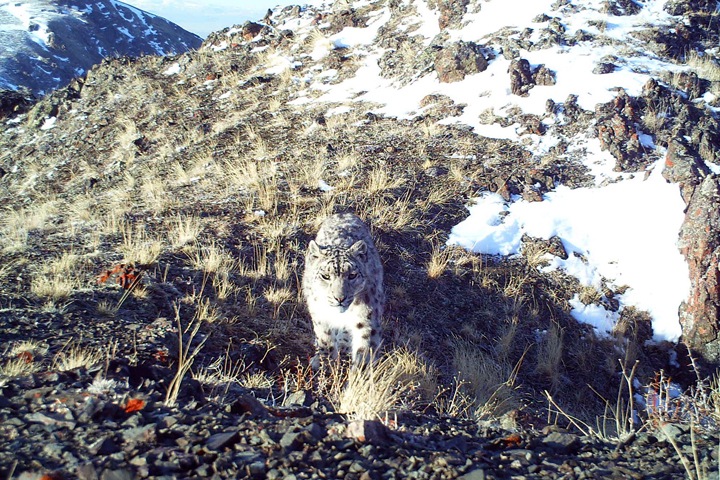Туризм или браконьерство: алтайцы выбирают свой путь Туризм или браконьерство: алтайцы выбирают свой путь