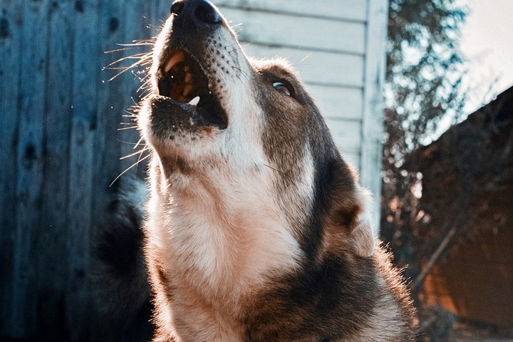 Собака загрызла годовалую девочку в Кузбассе на Новый год Собака загрызла годовалую девочку в Кузбассе на Новый год