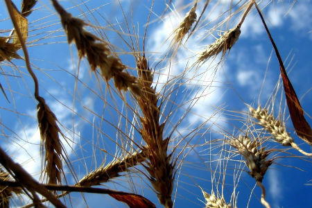 Томская область завершила уборку зерновых, намолотив вдвое больше зерна, чем в 2012 году Томская область завершила уборку зерновых, намолотив вдвое больше зерна, чем в 2012 году