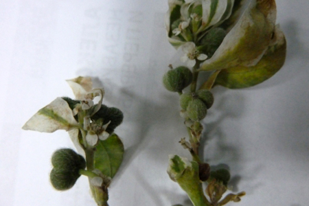 Четверо мальчиков отравились ядовитым растением в детском саду Абакана Четверо мальчиков отравились ядовитым растением в детском саду Абакана