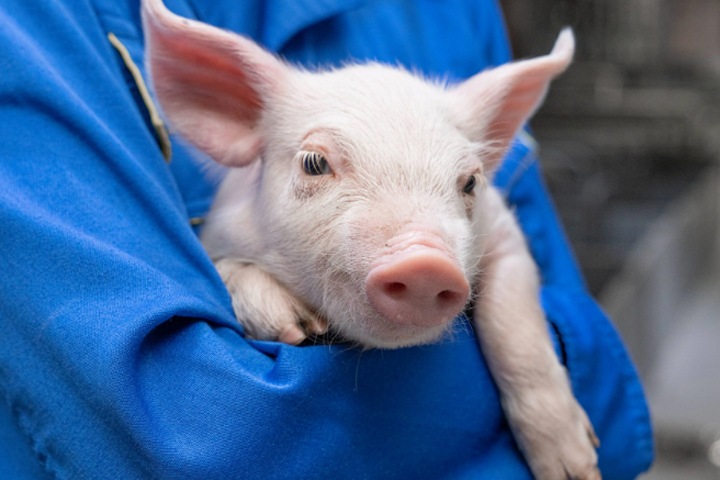 Экс-директор свинокомплекса пойдет под суд за ущерб природе Новосибирской области на 3 млрд рублей Экс-директор свинокомплекса пойдет под суд за ущерб природе Новосибирской области на 3 млрд рублей