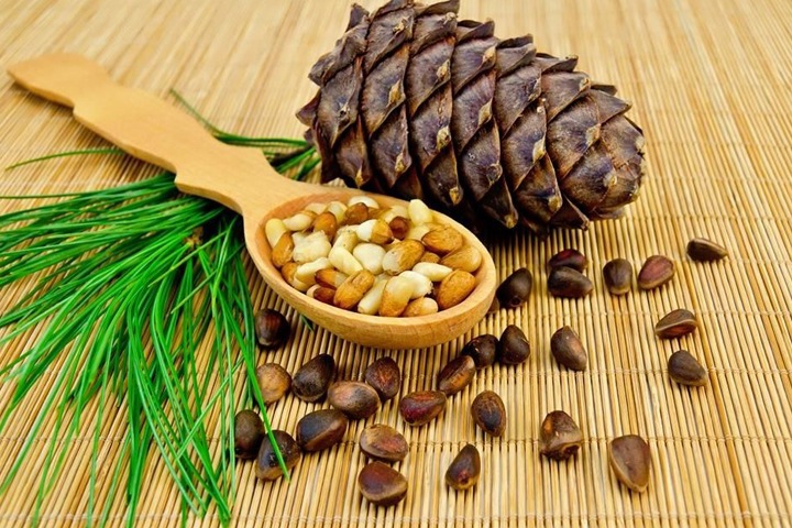 Жителей Хакасии будут штрафовать за сбор незрелых шишек