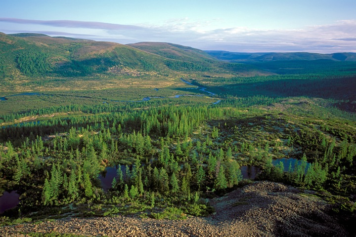 Сибирскую тайгу спасут композиты из сахарного тростника. Их изучают в Томске Сибирскую тайгу спасут композиты из сахарного тростника. Их изучают в Томске
