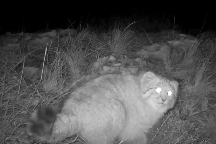 Редкие кадры: пушистый манул попал в фотоловушку в Саяно-Шушенском заповеднике Редкие кадры: пушистый манул попал в фотоловушку в Саяно-Шушенском заповеднике