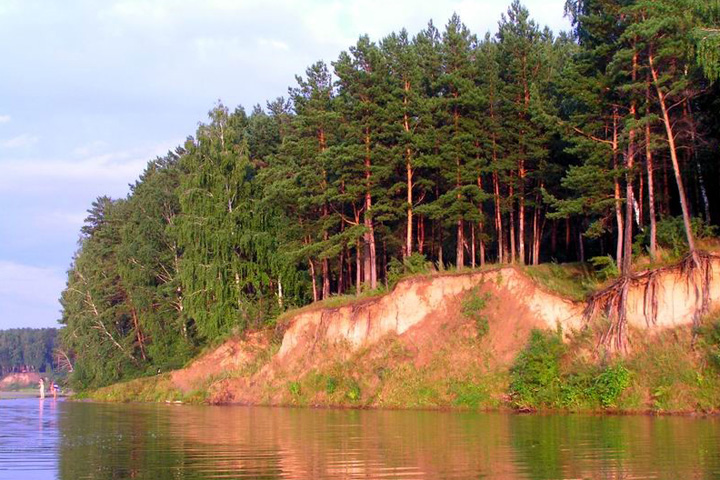 Налоговая служба банкротит лесхоз Караканского бора