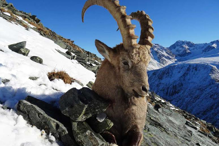 Браконьеры прикинулись туристами и отстреливали козерогов на Алтае Браконьеры прикинулись туристами и отстреливали козерогов на Алтае