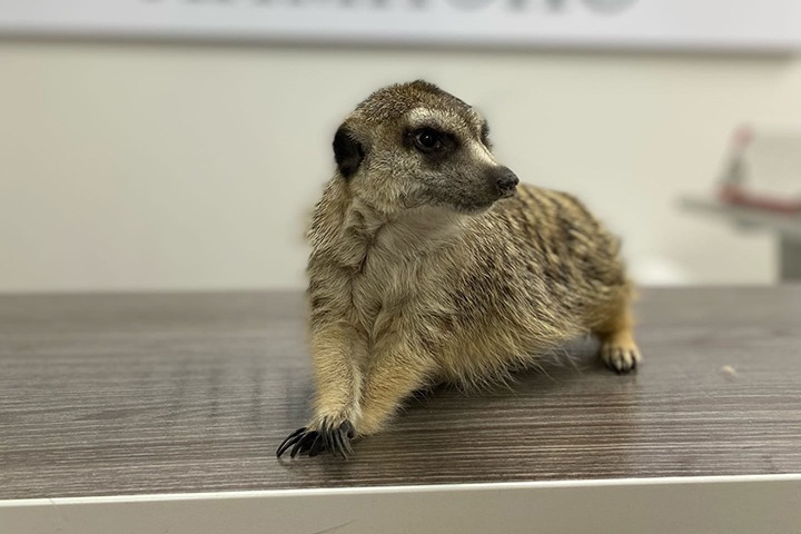 Красноярская ветклиника больше года рассказывала о жизни брошенного суриката. Недавно у него появился свой дом Красноярская ветклиника больше года рассказывала о жизни брошенного суриката. Недавно у него появился свой дом