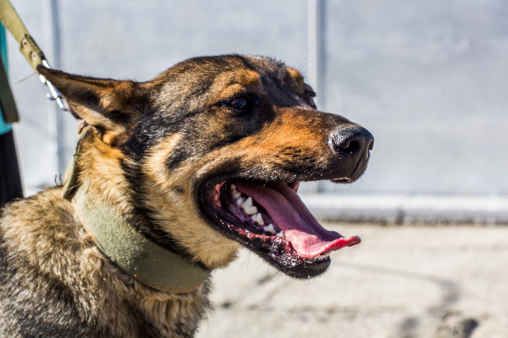 Жители Горского микрорайона установят площадку для выгула собак и дог-боксы