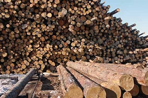 Путин решил проблему дефицита сырья заводу по лесопереработке в Приангарье