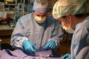 Следователи возбудили дела по фактам смерти новорожденных в Новосибирской области Следователи возбудили дела по фактам смерти новорожденных в Новосибирской области