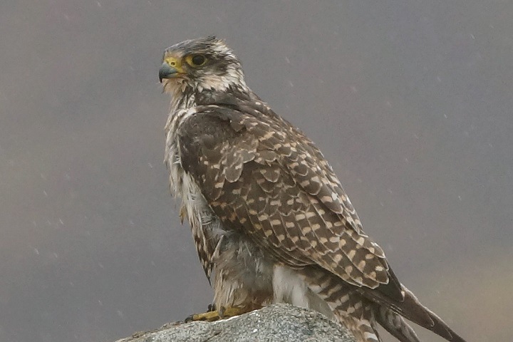 Краснокнижных соколов-балобанов выпустят на волю в Горном Алтае Краснокнижных соколов-балобанов выпустят на волю в Горном Алтае