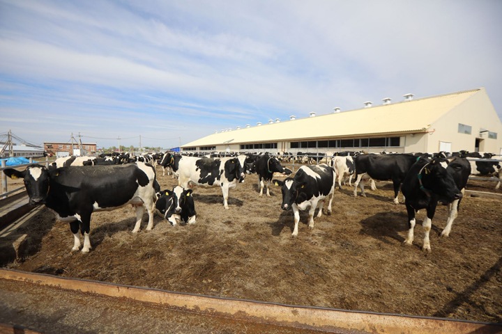 Человек заразил туберкулезом почти 1,4 тыс. коров в Приангарье. Теперь их забьют Человек заразил туберкулезом почти 1,4 тыс. коров в Приангарье. Теперь их забьют