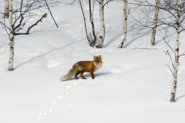 Бешеная лиса покусала троих жителей алтайского села Бешеная лиса покусала троих жителей алтайского села
