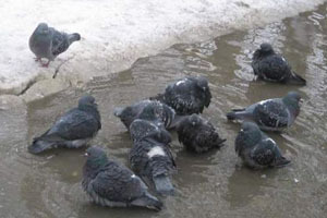 Рекордное количество осадков выпало в Новосибирске 16 апреля