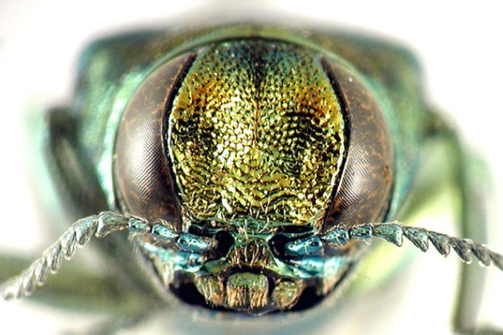 Российские ученые рассчитали, где живет вредитель ясеня и куда он собирается переезжать Российские ученые рассчитали, где живет вредитель ясеня и куда он собирается переезжать