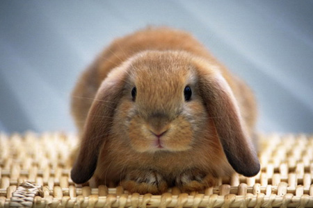 Домашний кролик искусал лицо младенцу в Алтайском крае 