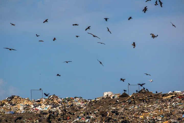 Жители Бердска выступили против свалки: река рядом с полигоном впадает в Обское водохранилище Жители Бердска выступили против свалки: река рядом с полигоном впадает в Обское водохранилище