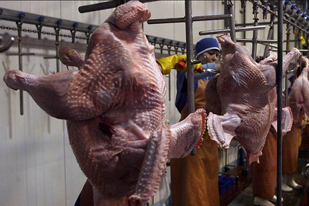 Индюшачью ферму за 2 млрд рублей построят в Новосибирской области 