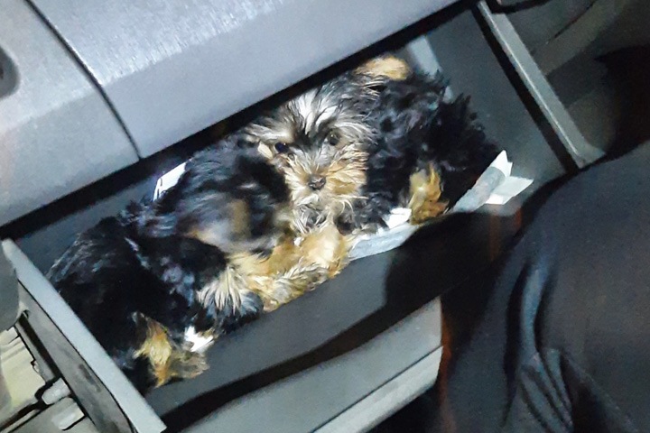 Почтовых голубей и собак не пустили в Монголию