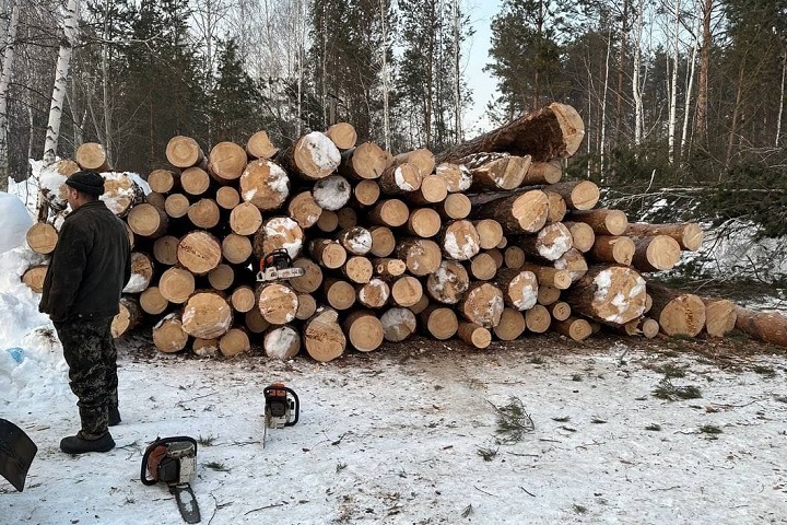Вырубка соснового бора под застройку началась в Нижней Ельцовке Вырубка соснового бора под застройку началась в Нижней Ельцовке