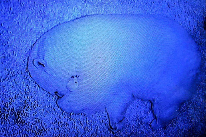 Белые медведи новосибирского зоопарка стали родителями двойни Белые медведи новосибирского зоопарка стали родителями двойни