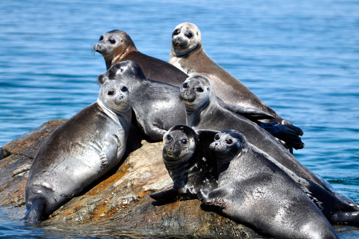 ЮНЕСКО требует провести экологическую оценку влияния монгольских ГЭС на Байкал ЮНЕСКО требует провести экологическую оценку влияния монгольских ГЭС на Байкал