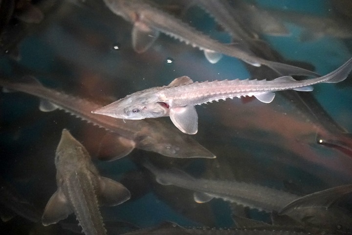 Около 20 тыс. мальков ценного сибирского осетра выпустили в Новосибирское водохранилище Около 20 тыс. мальков ценного сибирского осетра выпустили в Новосибирское водохранилище