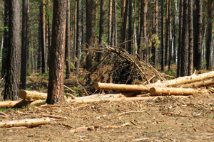Рубки в Караканском бору стали поводом для обращения в Генпрокуратуру РФ