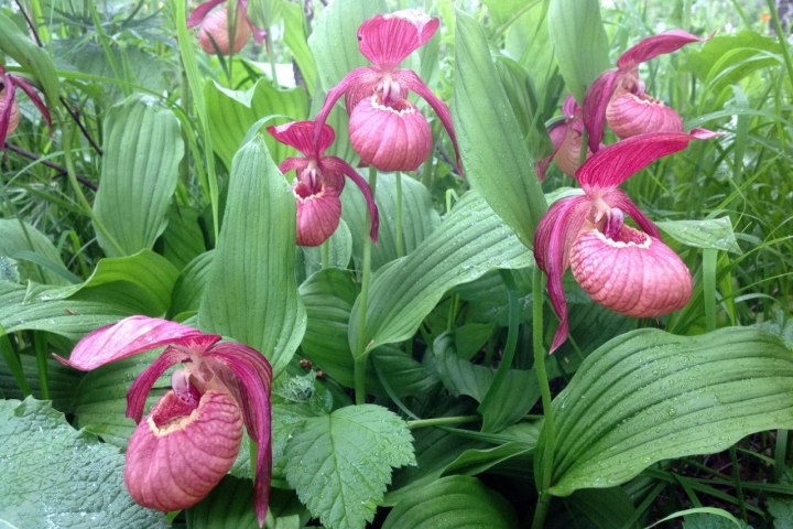 Экологи предложили создать под Искитимом заповедник дикорастущих орхидей