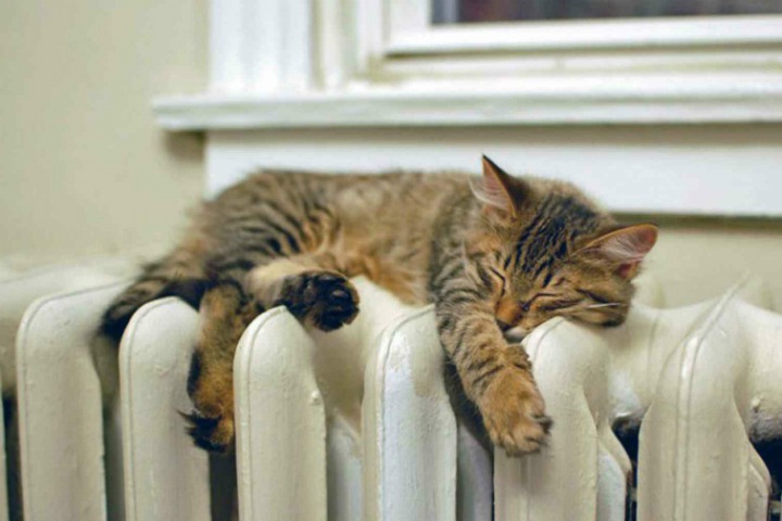 Любовь к коту привела в тюрьму, а полицейский флэшмоб парализовал город. Сибирь за неделю