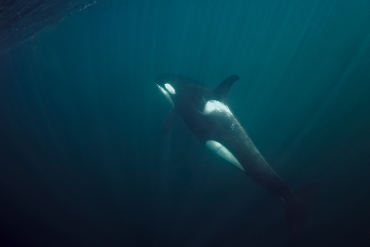 Новосибирский путешественник впервые снял косаток в водах Сахалина. Видео