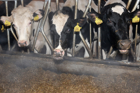 Треть доволенских коров пойдет на бойню за долги в Новосибирской области Треть доволенских коров пойдет на бойню за долги в Новосибирской области