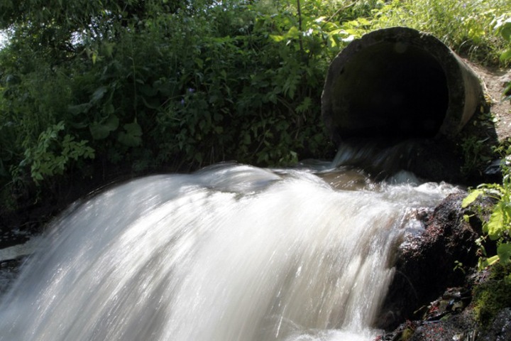 Год экологии в России: в приоритете мусор, стоки и животные Год экологии в России: в приоритете мусор, стоки и животные