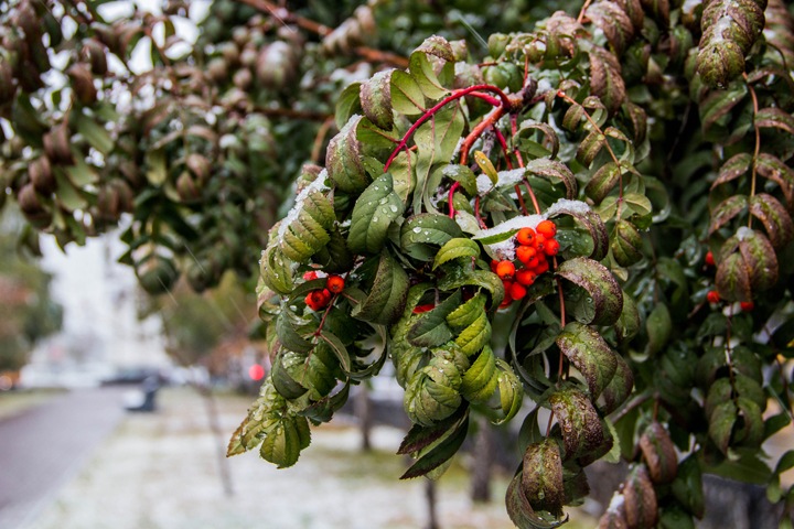 Снег ожидается в Новосибирской области Снег ожидается в Новосибирской области