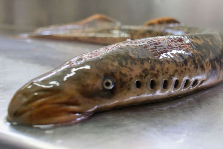 Томский ученый написал книгу о миноге